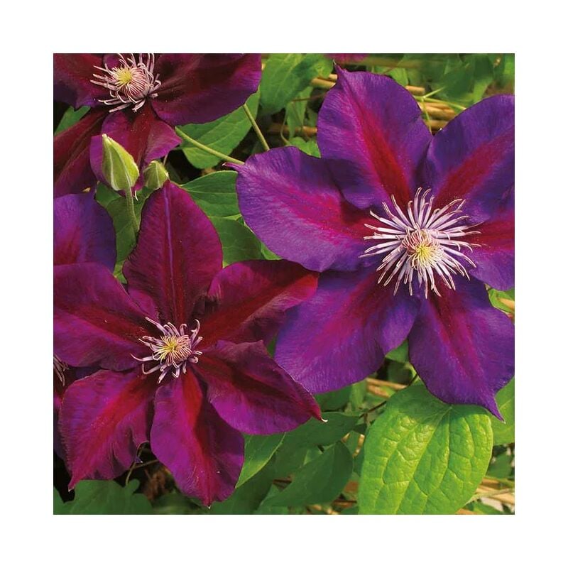Clématite 'Julka' - clematis 3L