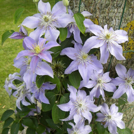 Clématite Justa | Pot de 1,5L - Tuteur bambou 30/60 cm