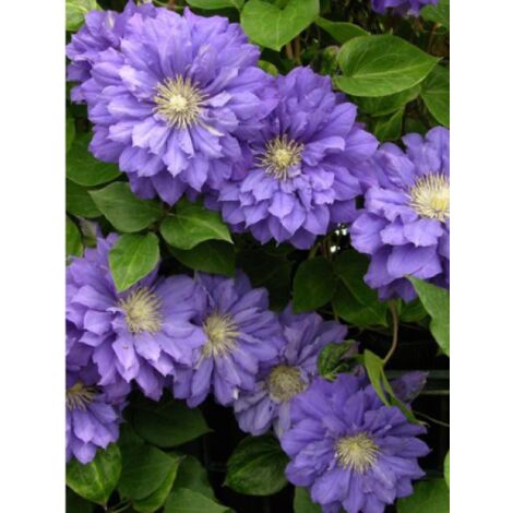 Clématite 'Kiri Te Kanawa' Pot de 2L/3L
