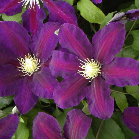 Clématite Lech Kaczynski