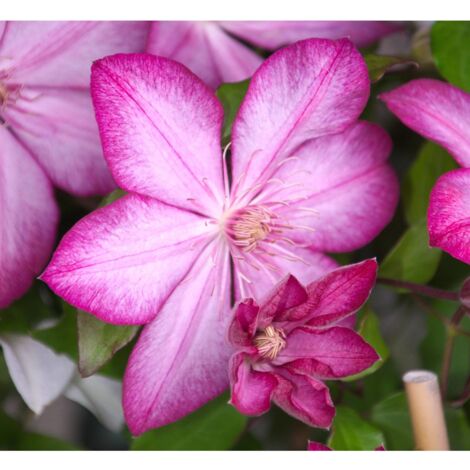 Clématite Liberty® 'Zo08095' | Pot de 2L