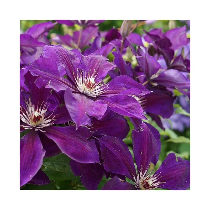 Clématite 'Lilacina Floribunda' à grandes fleurs étoilées violettes 3L