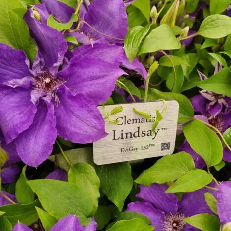 Clématite Lindsay™ 'EviGsy152'/Pot de 1,5L - Tuteur bambou 30/60 cm