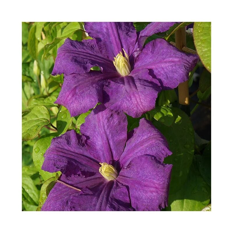 Clématite 'Luther Burbank' - clematis 3L