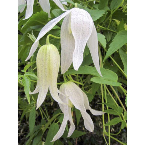 Clématite macropetala 'Broughton Bride' Pot de 2L/3L