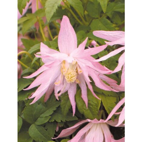Clématite macropetala Country Rose® 'zocoro' Pot de 2L/3L