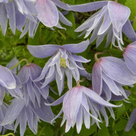 Clématite macropetala