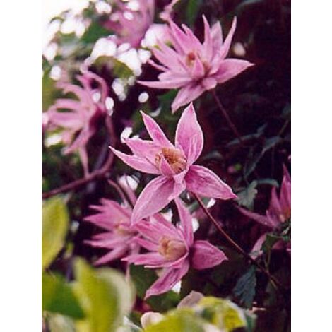 Clématite macropetala 'Markham's Pink' Pot de 2L/3L
