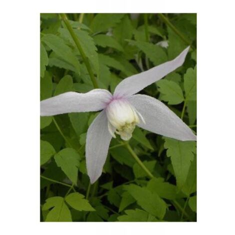 Clématite macropetala 'Willy' Pot de 2L/3L