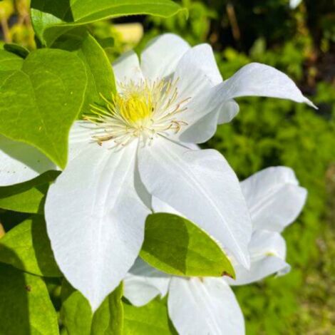 Clématite 'Madame Lecoultre' (Clematis 'Mme Lecoultre)