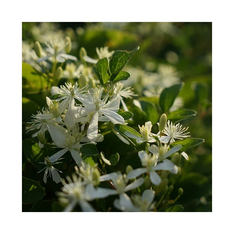 Clématite 'Mandshurica' - clematis flammula 3L