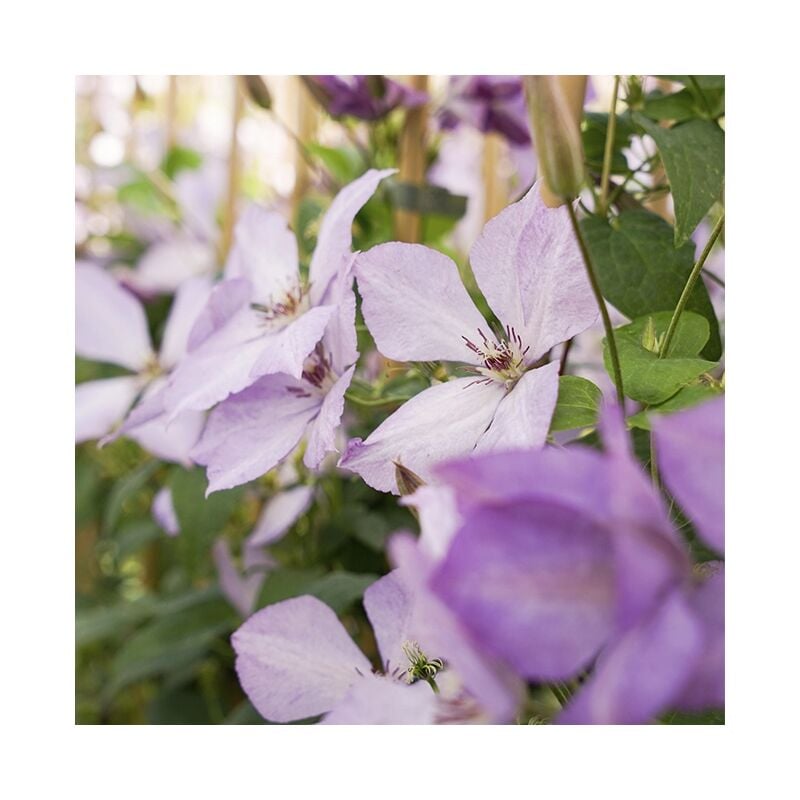 Clématite 'Margaret Hunt' - clematis 3L