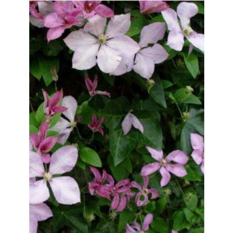 Clématite 'Margaret Hunt' Pot de 1,5L/2L