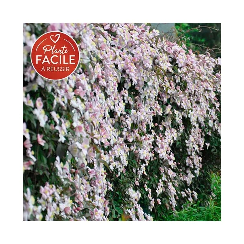 Clématite 'Mayleen' - clematis montana 3L