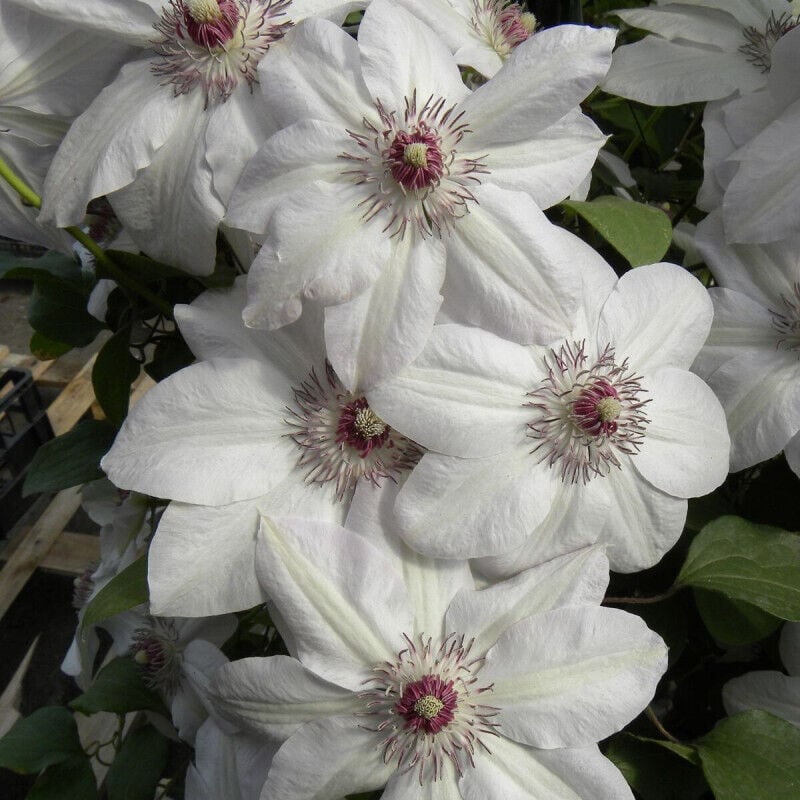 Clématite Miss Bateman/Pot de 3L