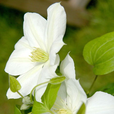 Clématite Mme Lecoultre