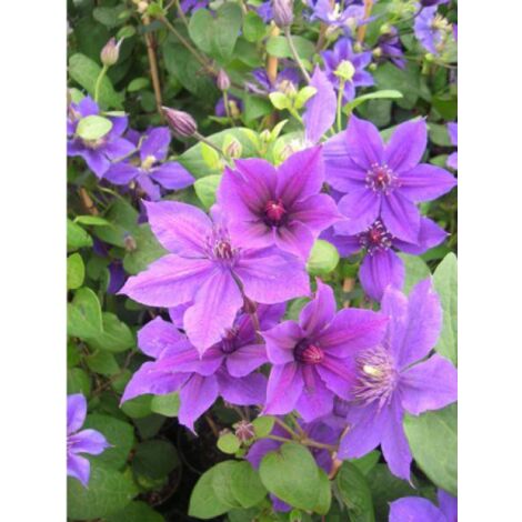 Clématite 'Mon Amour®' Pot de 2L/3L