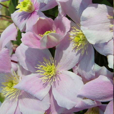 Clématite montana Mayleen