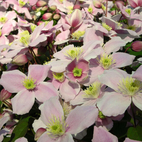 Clématite montana Pink Perfection