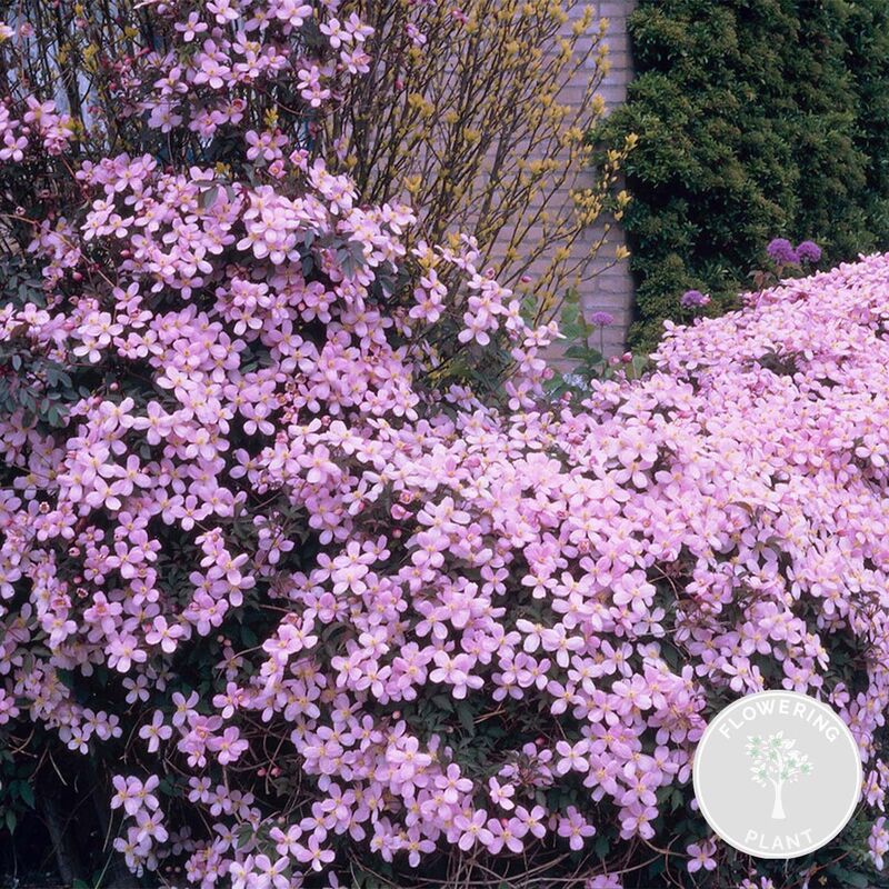 Bloomique - Clématite montana var. 'Rubens' – Vigne forestière – Plante grimpante – Fleurs - ⌀15 cm - ↕60-70 cm - Pink