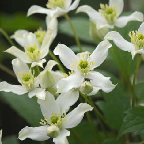 Clématite montana Wilsonii