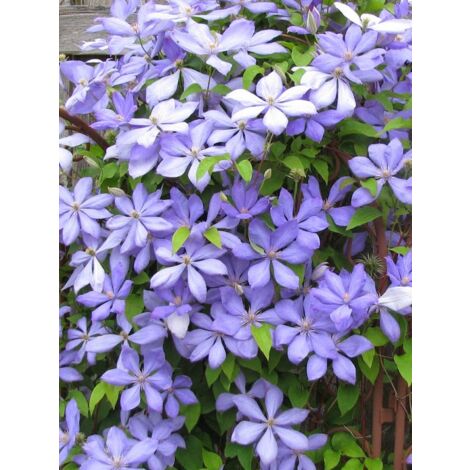 Clématite 'Mrs Cholmondeley' Pot de 1,5L/2L
