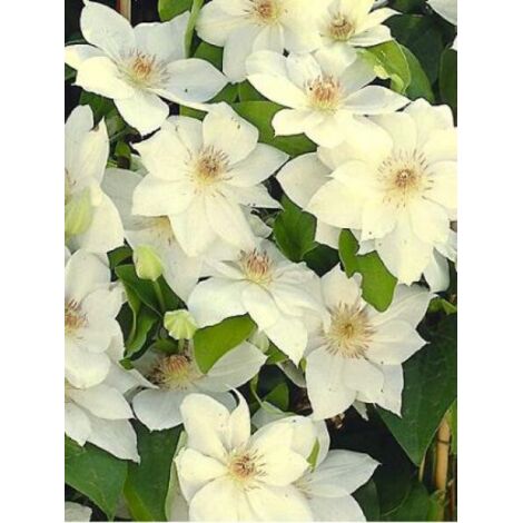 Clématite 'Mrs George Jackman' Pot de 2L/3L