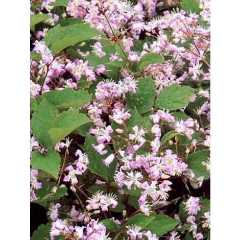 Clématite 'Mrs. Robert Brydon' Pot de 2L/3L