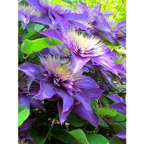Clématite 'Multi Blue' Pot de 2L/3L