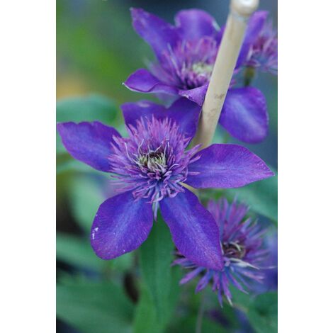 Clématite 'Multi Blue' Taille du pot - Pot de 3 Litres