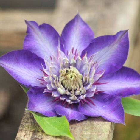 Clématite Multiblue | Pot de 2L