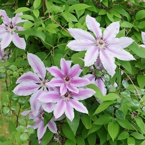 JAVOY PLANTES Clématite 'Nelly Moser' - clematis 3L