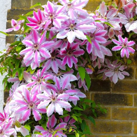 Clématite 'Nelly Moser' (Clematis 'Nelly Moser')