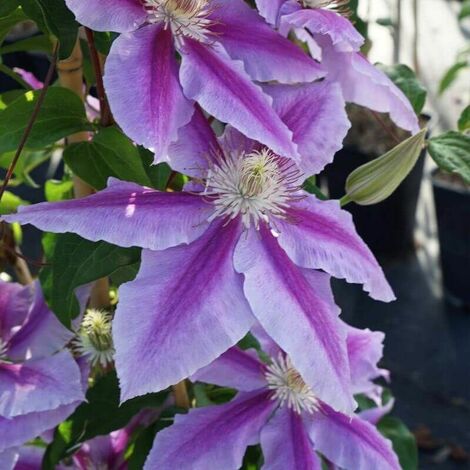 Clématite 'Nelly Moser' (Clematis 'Nelly Moser') - Conteneur 3L - Taille 30/60cm