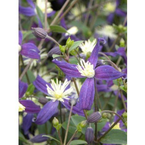 Clématite odorante 'Aromatica' Pot de 2L/3L