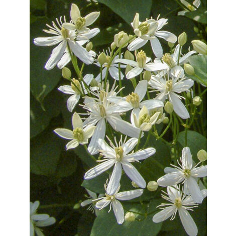 Clématite odorante 'Mandshurica' Pot de 2L/3L