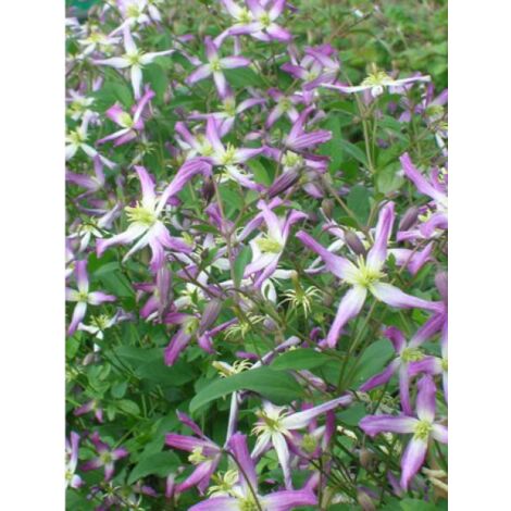 Clématite odorante 'Rubra Marginata' Pot de 2L/3L