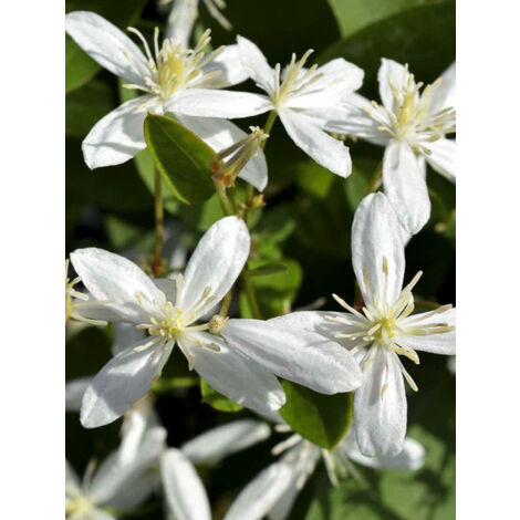 Clématite odorante 'Terniflora' Pot de 2L/3L