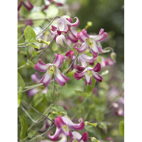 Clématite 'Odoriba' Pot de 2L/3L