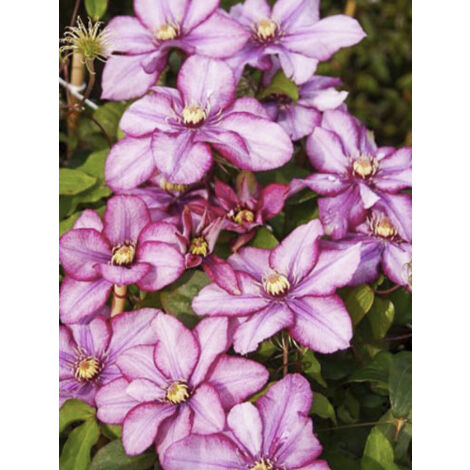 Clématite 'Paradiso' Pot de 2L/3L