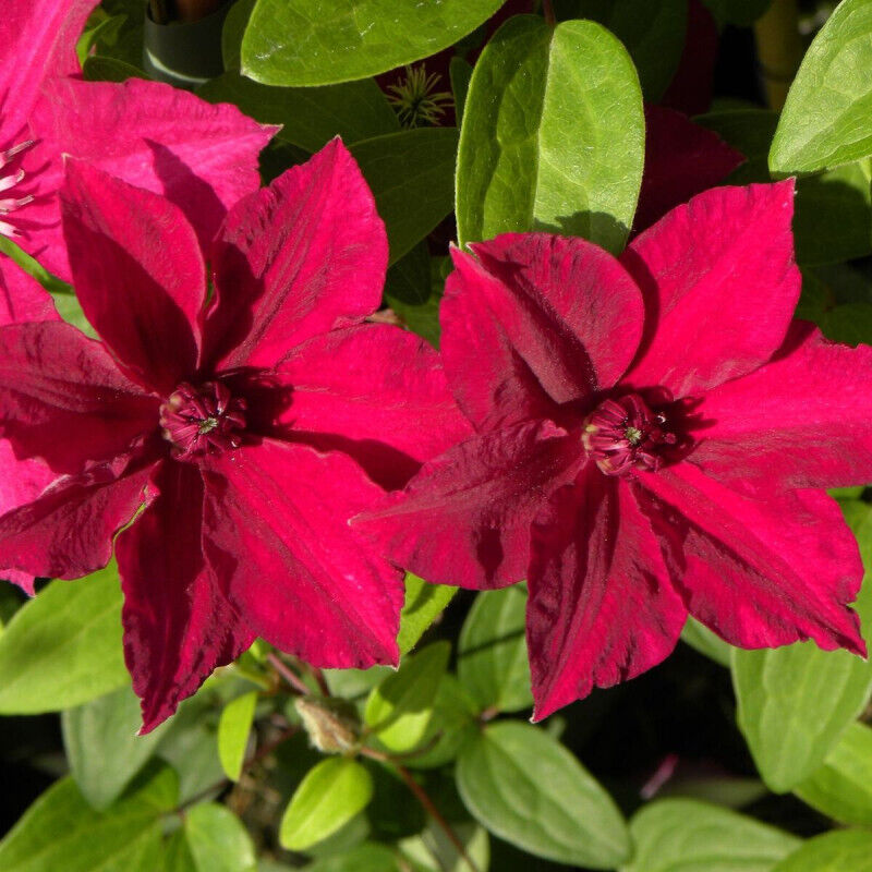 Clématite Perida/Pot de 3L