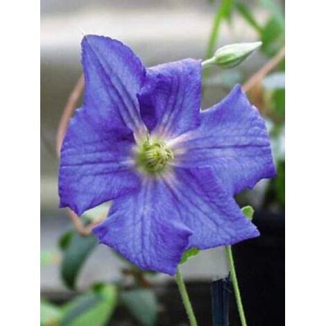 Clématite 'Perle d'Azur' Pot de 2L/3L