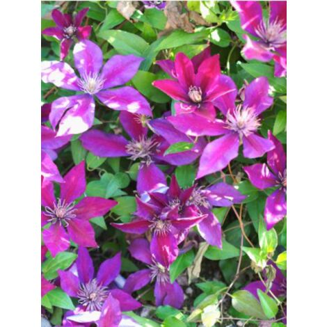 Clématite 'Picardy'™ 'Evipo024' Pot de 1,5L/2L
