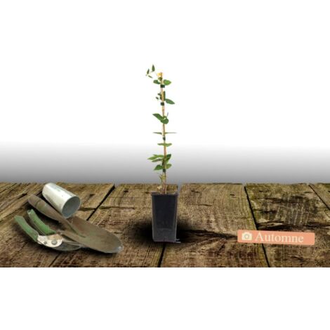Clématite Picardy™ 'Evipo024'/Pot de 1,5L
