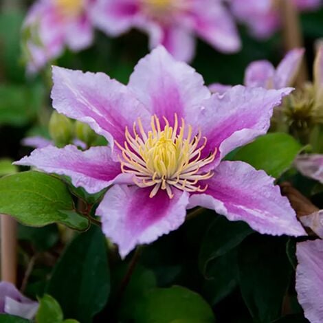 JAVOY PLANTES Clématite 'Piilu' - clematis 1,5L