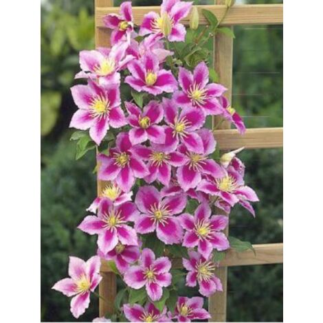Clématite 'Piilu' Pot de 2L/3L