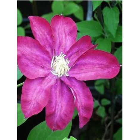 Clématite 'Pink Champagne' Pot de 2L/3L