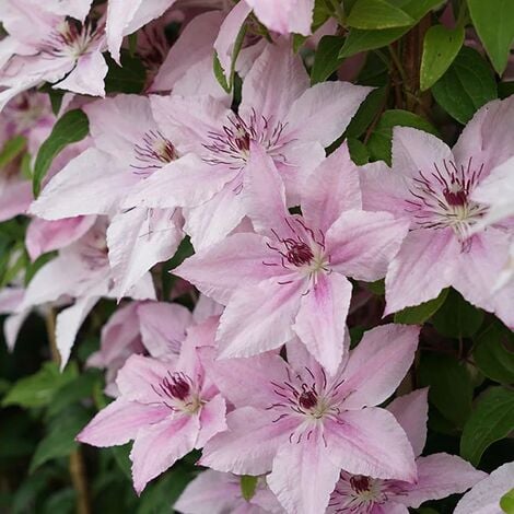 JAVOY PLANTES Clématite 'Pink Fantasy' - clematis 3L