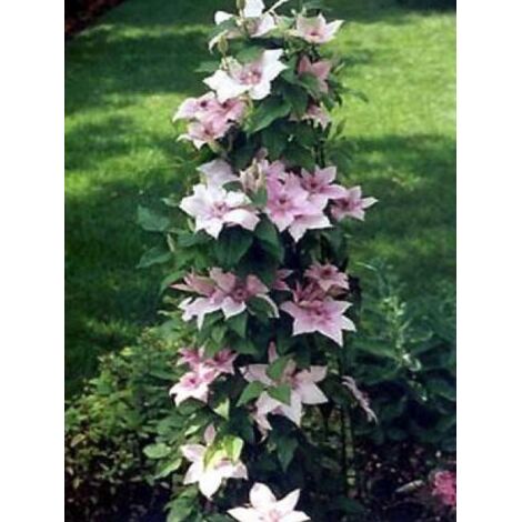 Clématite 'Pink Fantasy' Pot de 2L/3L