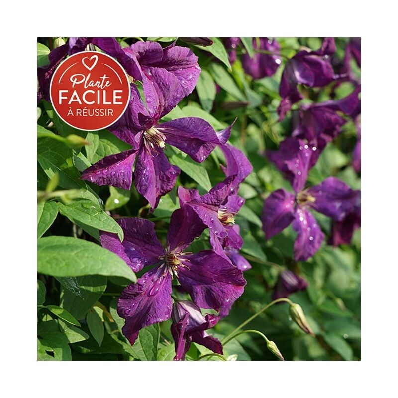 Clématite 'Polish Spirit' - clematis viticella 3L